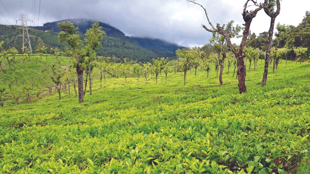 Visit 2-day expo at Coonoor this weekend to know about benefits, spl varieties of tea