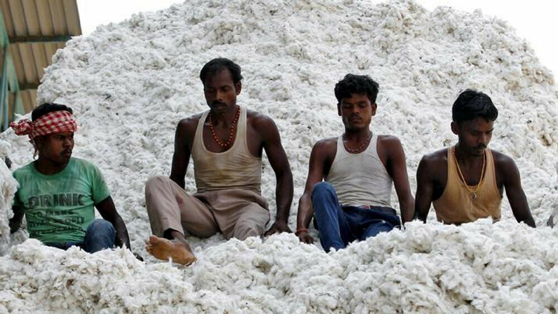 Indias cotton exports to hit 18-year low as output drops - trade body