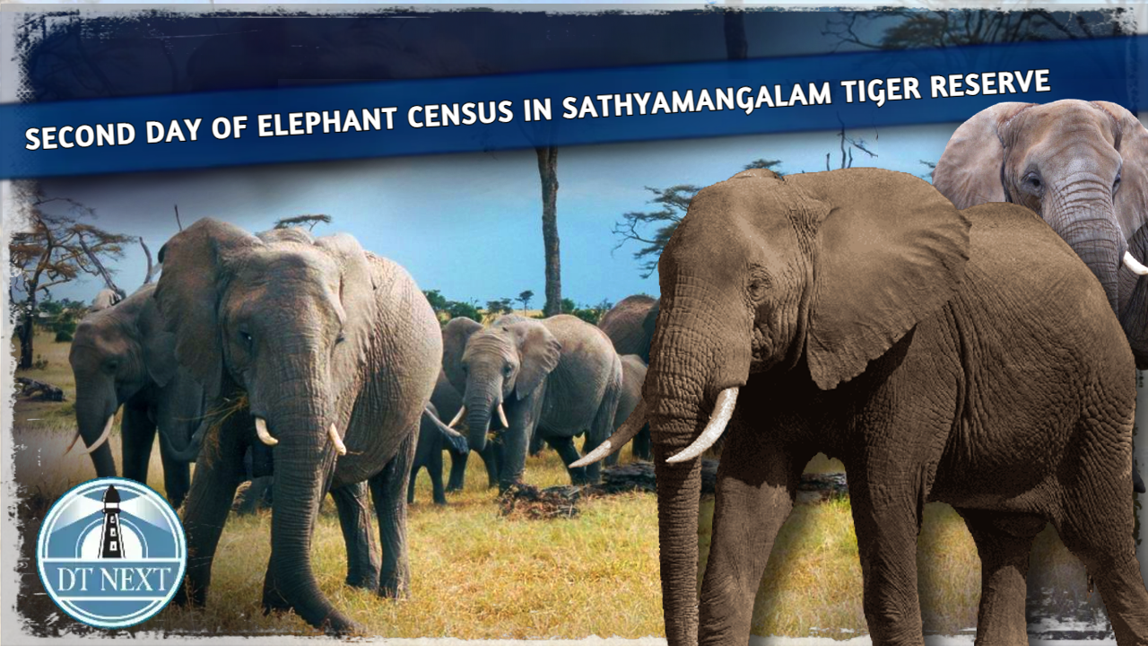 Second Day of Elephant census in Sathyamangalam Tiger Reserve in TN