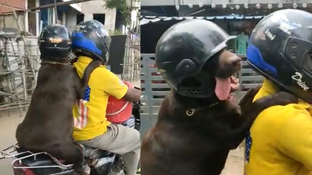 WATCH: Labrador riding bike wearing helmet WATCH: Labrador riding bike wearing helmet