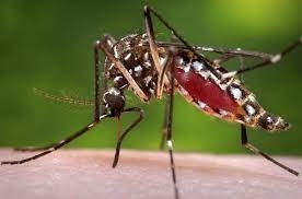 Dengue virus evolved ‘dramatically’ in India in last few decades: Study