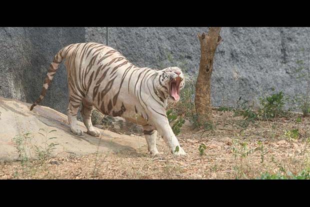 Vandalur zoo loans 7 animals