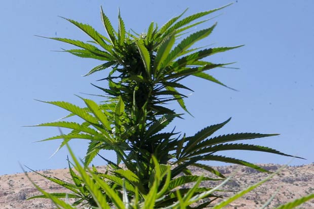Lebanese cannabis farmers hope legalisation may bring amnesty