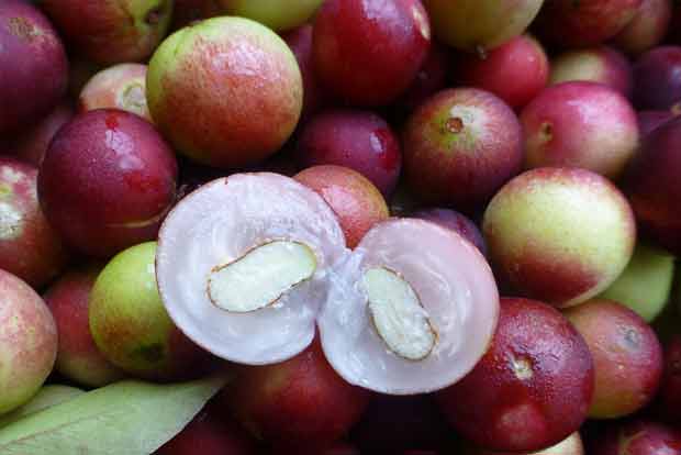 This Amazonian fruit could be key to preventing obesity