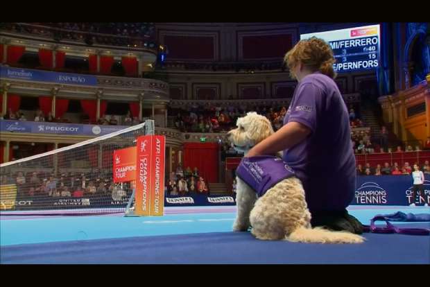 Canines play role of ball dogs at London tennis event