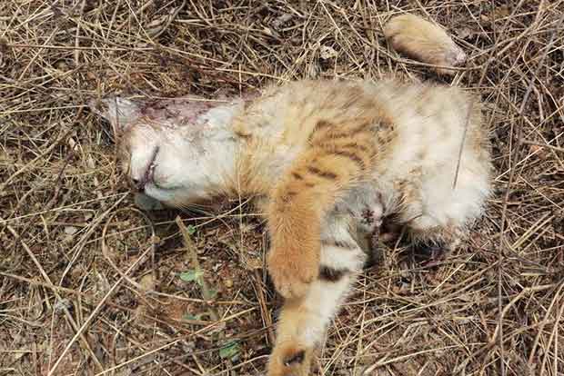 Two tiger cubs found dead in Mudumalai Tiger Reserve