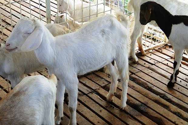 Selaiyur police nabbed four for goat theft