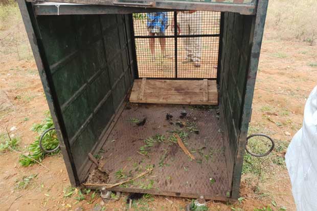 Leopard breaks cage, escapes near Mettupalayam