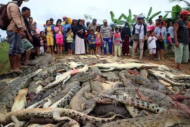 Indonesian villagers kill nearly 300 crocodiles in revenge attack