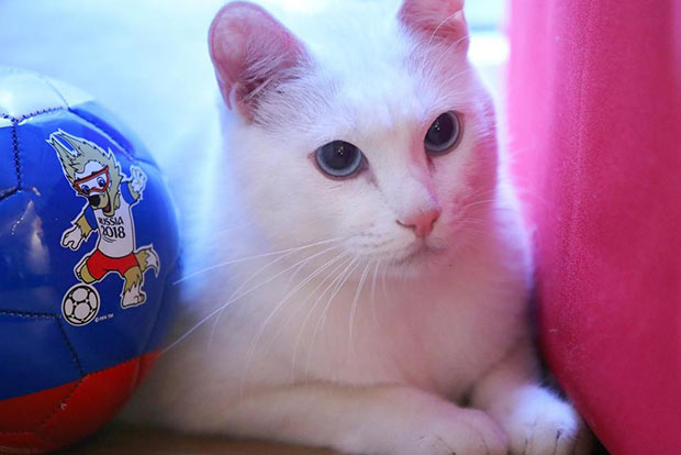 Achilles adds cat sense in Russia Achilles adds cat sense in Russia