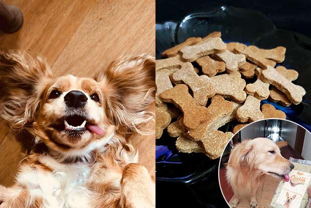 Pawsome Pets: Pet parents in the city whip up organic meals for pooches