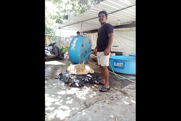 Slice of Life: ‘Turtle conservation is my tribute to the sea’