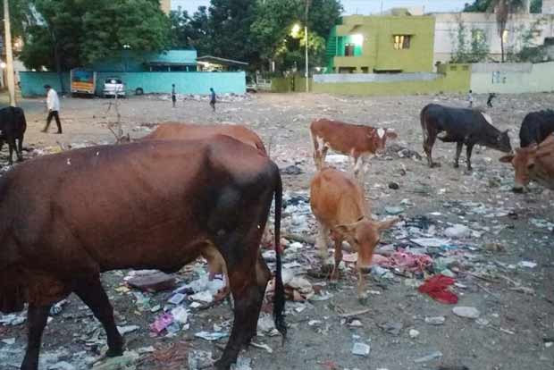 Hike in fine doesn’t stop owners from leaving cattle in open, complain Villivakkam residents