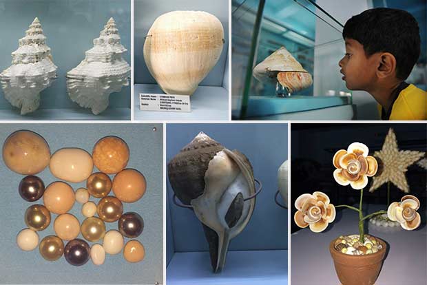 40,000 shell varieties collected by one man converted into museum