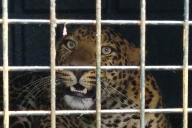 Killer leopard trapped in Valparai, to be shifted to Vandalur Zoo