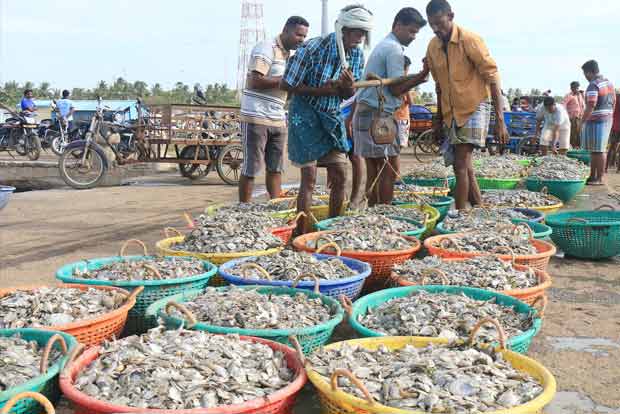 After fishing ban, fishermen net shrimp in large quantity