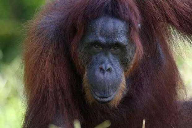 The shared roots: Orangutan call rhythms can unveil language roots The shared roots: Orangutan call rhythms can unveil language roots