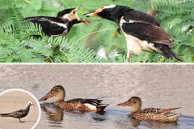 Rare migratory birds stay back in city despite scorching heat
