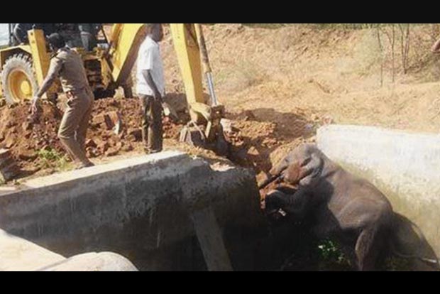 Jumbo calf searching for water falls into tank, saved