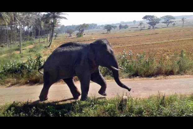 Jumbo stops school bus in Gudiyattam
