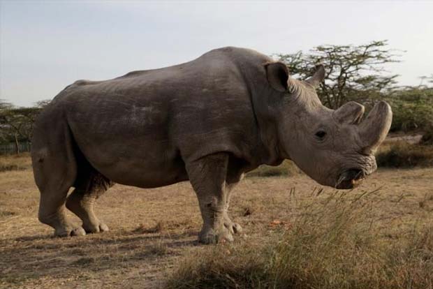 Worlds last male northern white rhino dies