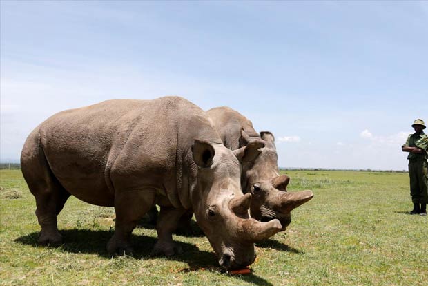 At rhinos memorial, Kenyan Minister urges life sentences for ivory possession