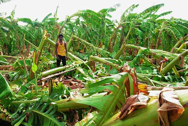 Gale destroys over 1 lakh banana trees in Tiruchy