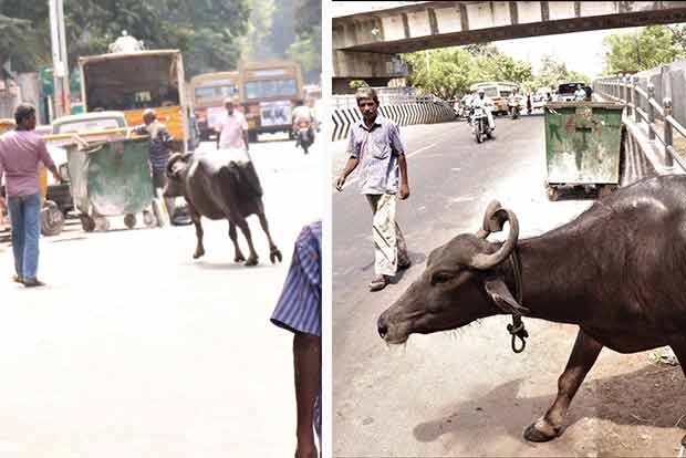 Citizen Connect: Triplicane residents on their toes as cattle charge at pedestrians