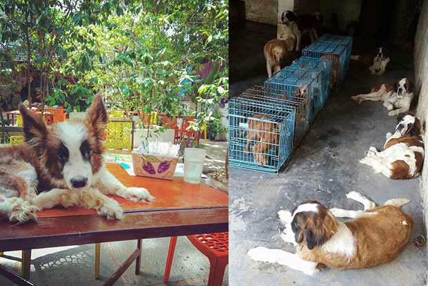 Pawsome pets: Petition against e-sales of illegally bred pets