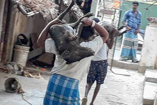 DT Impact: Officials swing into action, clear pigs from BBR Nagar