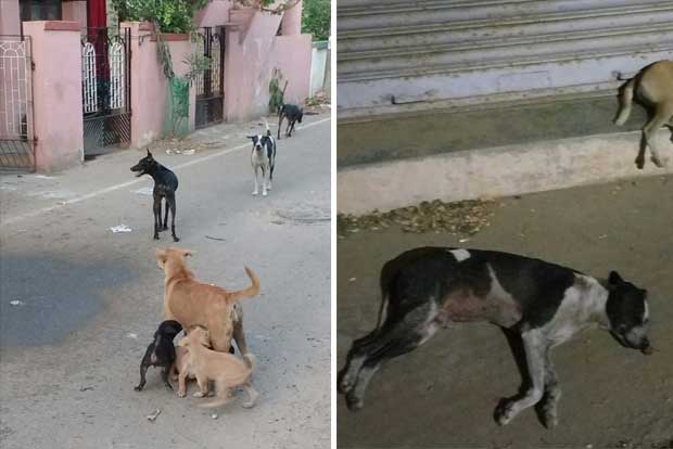 Citizen Connect: Residents want a permanent solution to dog menace in Rajaji Nagar