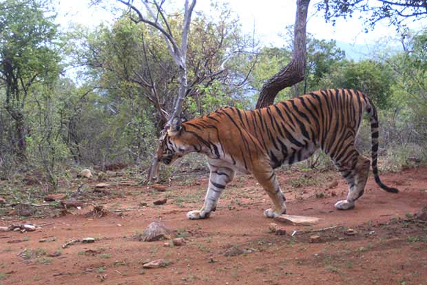 Vehicle safari resumes in Sathyamangalam Tiger Reserve