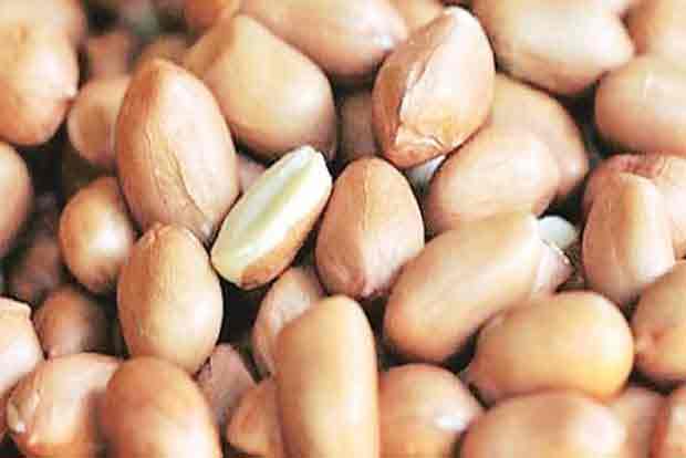 Gujarat seeks revision in FAQ norms for groundnut procurement