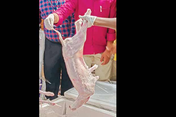 Tail that sparked tales belonged to goat, not dog, confirms test