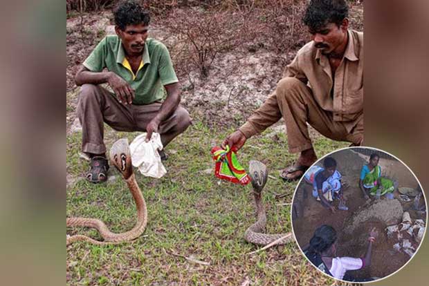 Here’s a chance to live the Irula way of life
