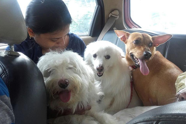 Pawsome Pets: Take your fur babies for a ride in these pet taxis