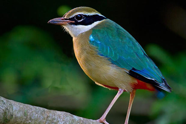 Do your bit to rescue the Indian Pitta