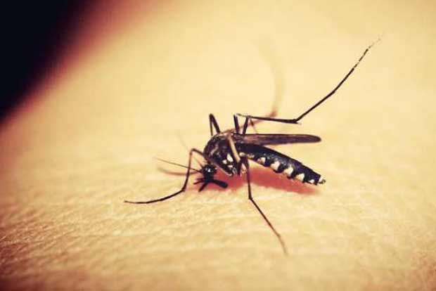 Six new Zika cases in Rajasthan, total 123