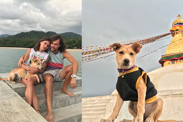 Pawsome Pets: Travelling Chapati goes on a﻿ journey from a stray to a star