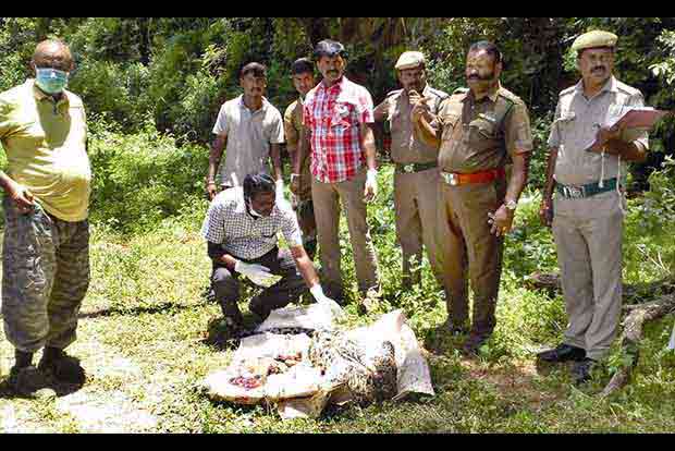 Poaching suspected as headless carcass of leopard found in Anamalai Poaching suspected as headless carcass of leopard found in Anamalai