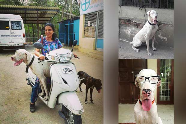 Rescued pooch is queen of her new home