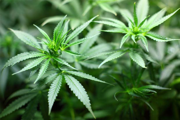 Exposure to cannabis in womb can cut mens social skills later