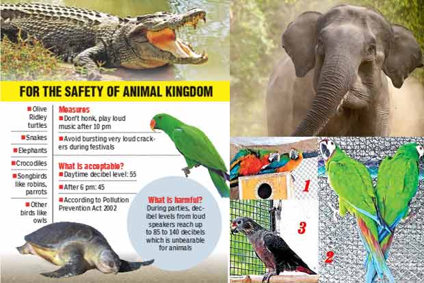 Loud sounds can be life-threatening to birds and animals: Experts