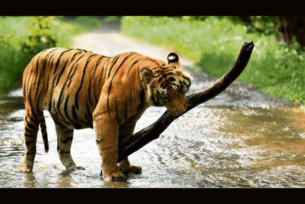 Aromatic plants in UP tiger reserve to check man-animal conflict