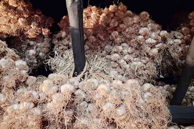 ‘Kodai hill garlic’ loses its aroma with no takers