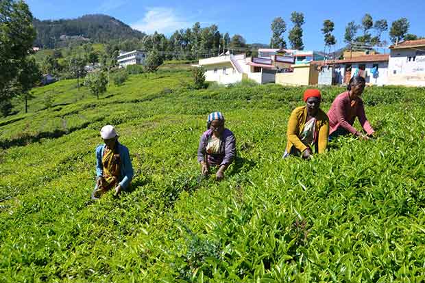 African, Asian tea producers flag concerns over global demand-supply mismatch