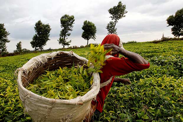 Infosys responds to Tea Board’s EoI for tech use