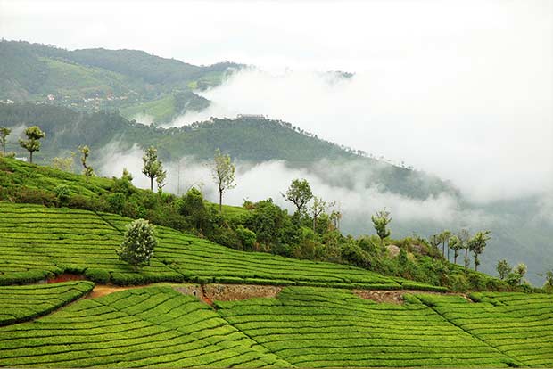 Plan Your Weekend: Trek, hike and bird-watch at picturesque Coonoor