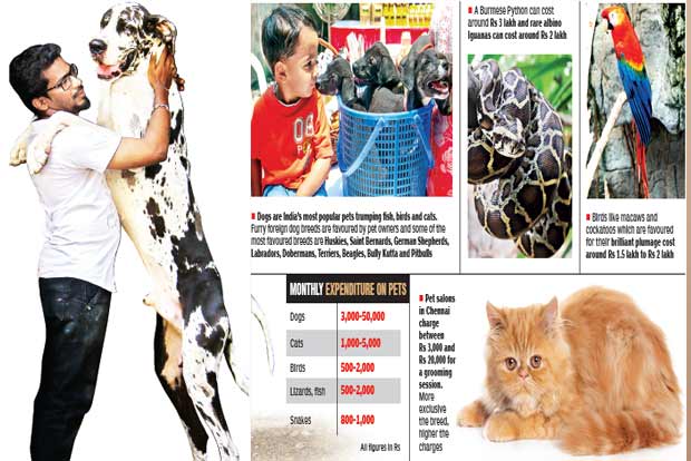 Grooming a pet project