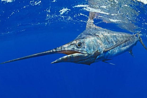 Chennai to host meet on aquatic food value chains